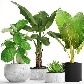 3D Collection plants